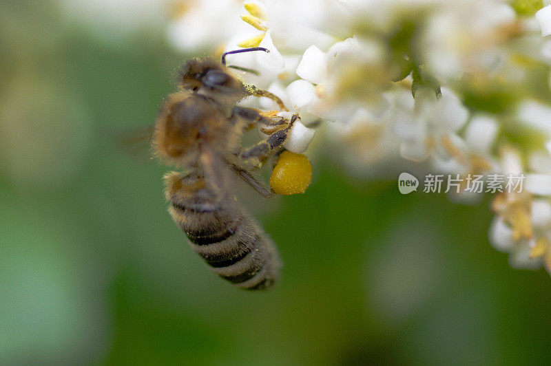 Buzzy Bee在行动